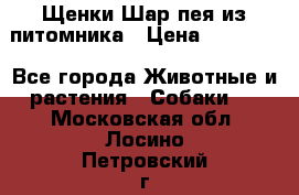 Щенки Шар пея из питомника › Цена ­ 25 000 - Все города Животные и растения » Собаки   . Московская обл.,Лосино-Петровский г.